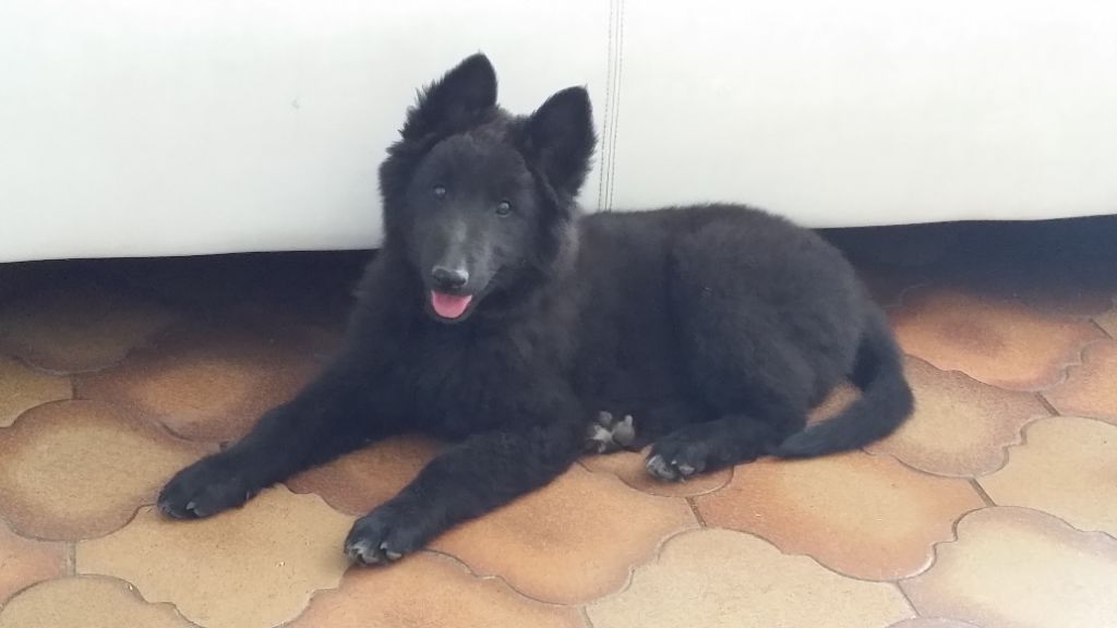 Des Collines d'Azur - Chiot disponible  - Berger Belge