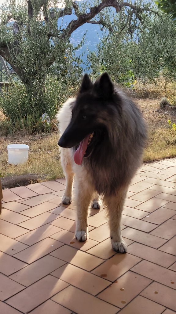Olympe dit olaf Des Collines d'Azur