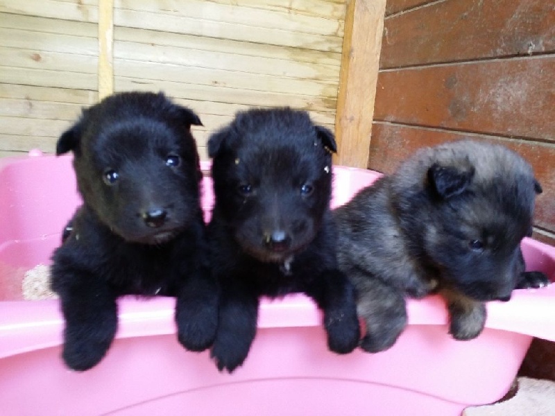 CHIOTS DE LA NAISSANCE A UN MOIS
