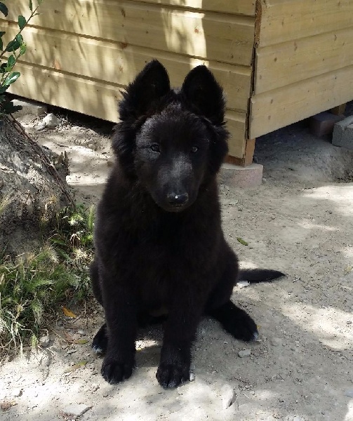 CHIOTS 2 MOIS