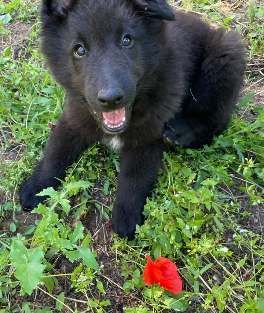DES NOUVELLES DES CHIOTS DES PRECEDENTES PORTEES