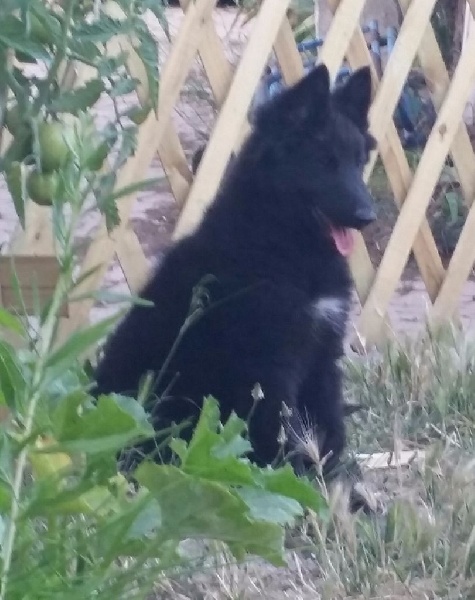 CHIOTS 3 MOIS