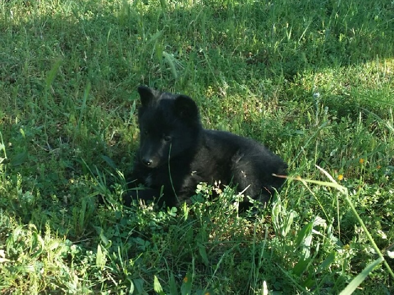 CHIOTS 1 MOIS