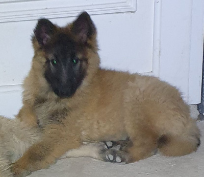 CHIOT 3