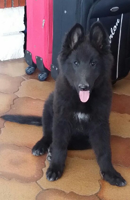 CHIOT 1
