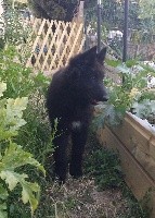 CHIOT