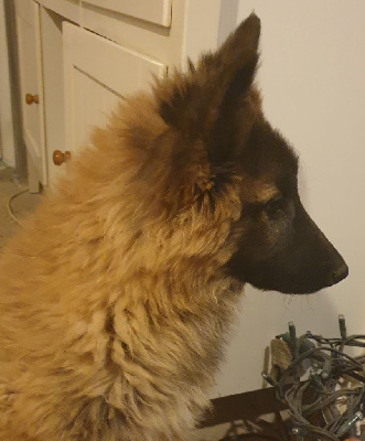 CHIOT 2