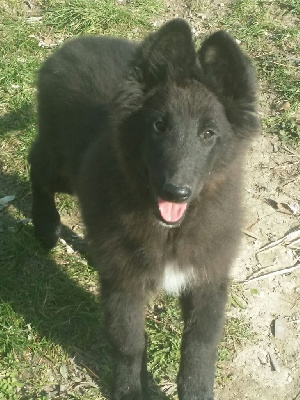 CHIOT 2