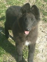CHIOT