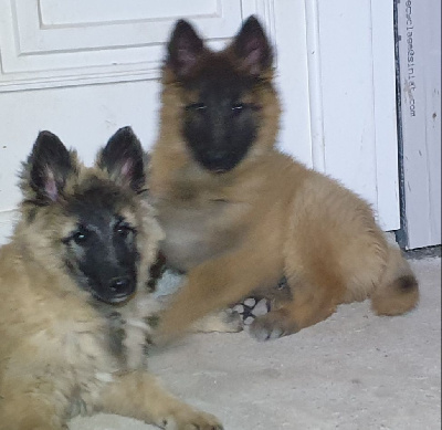 CHIOT 6