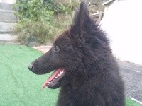 CHIOT