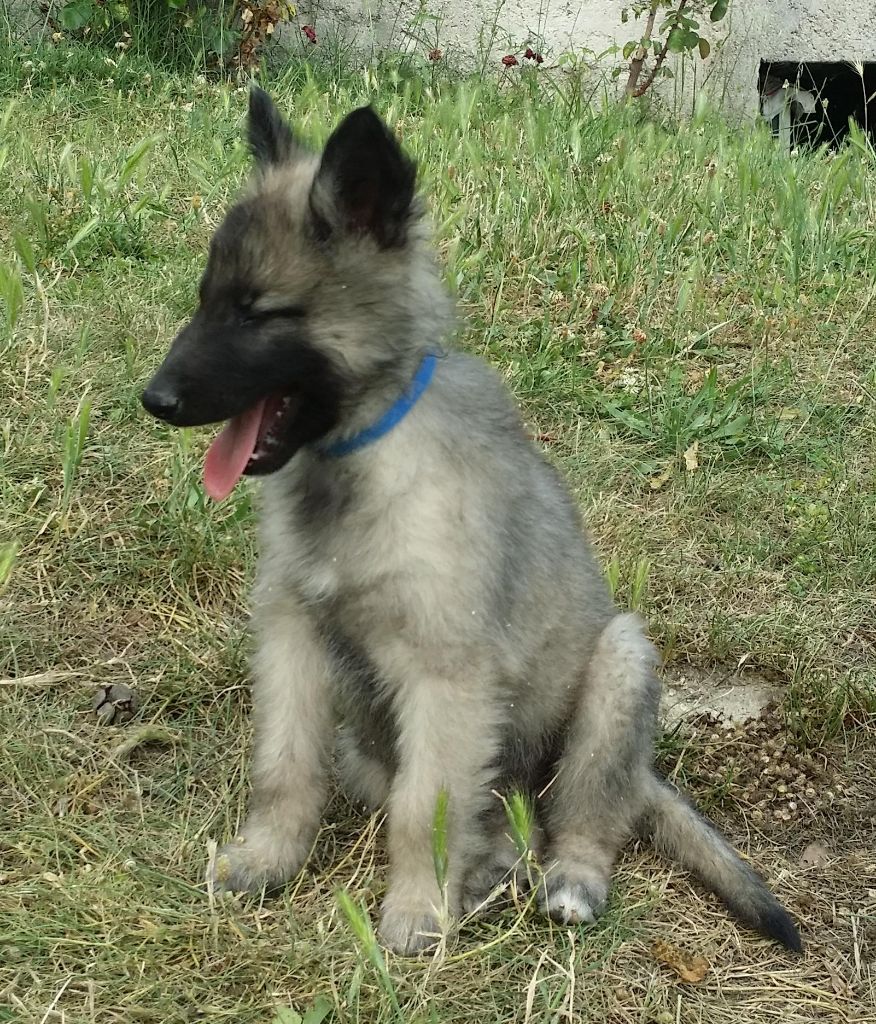 Des Collines d'Azur - Chiots disponibles - Berger Belge