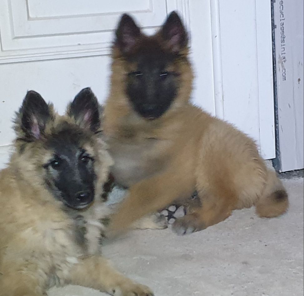 Des Collines d'Azur - Chiots disponibles - Berger Belge